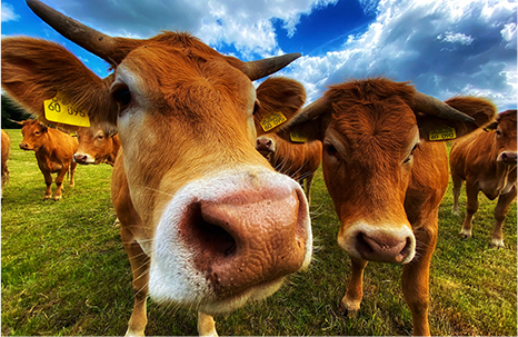Cattle